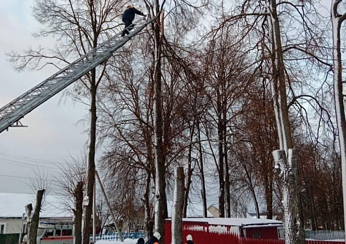 Брянские спасатели спасли кота